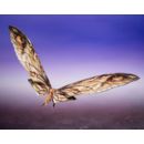 Godzilla x Kong: The New Empire S.H. Monster Arts Action Figures 2-Pack Suko & Mothra 